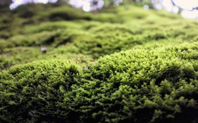 “Mossen zijn de helden van de natuur”
