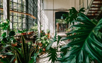 Wat is biophilic design en hoe pas je het toe?